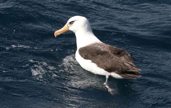 Image de Thalassarche melanophris impavida