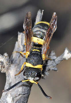 Image de Leptochilus duplicatus (Klug 1835)