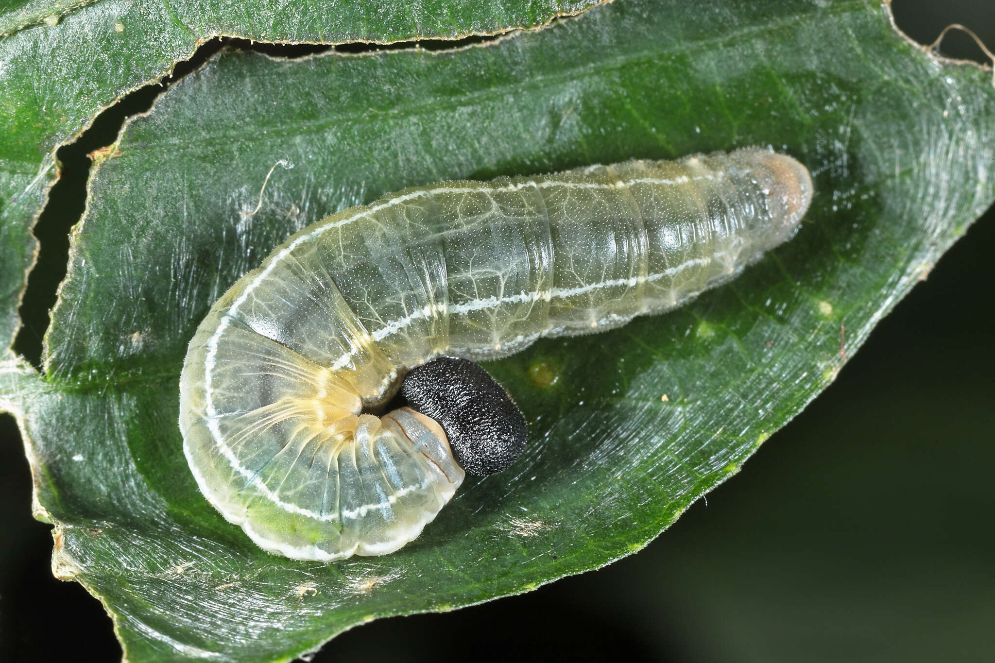 Image of Common spotted Flat