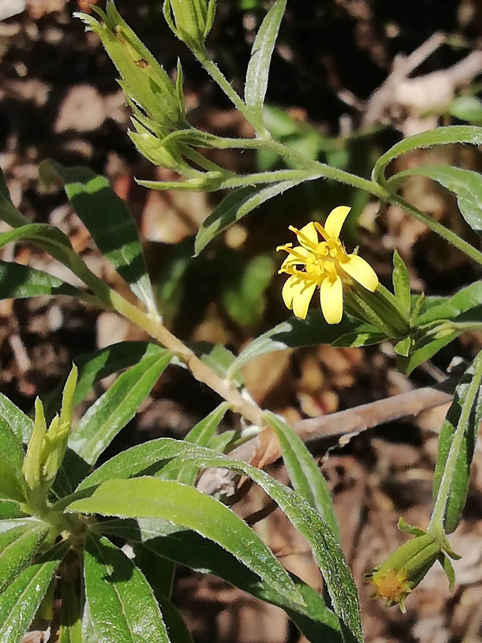 Imagem de Trixis angustifolia DC.