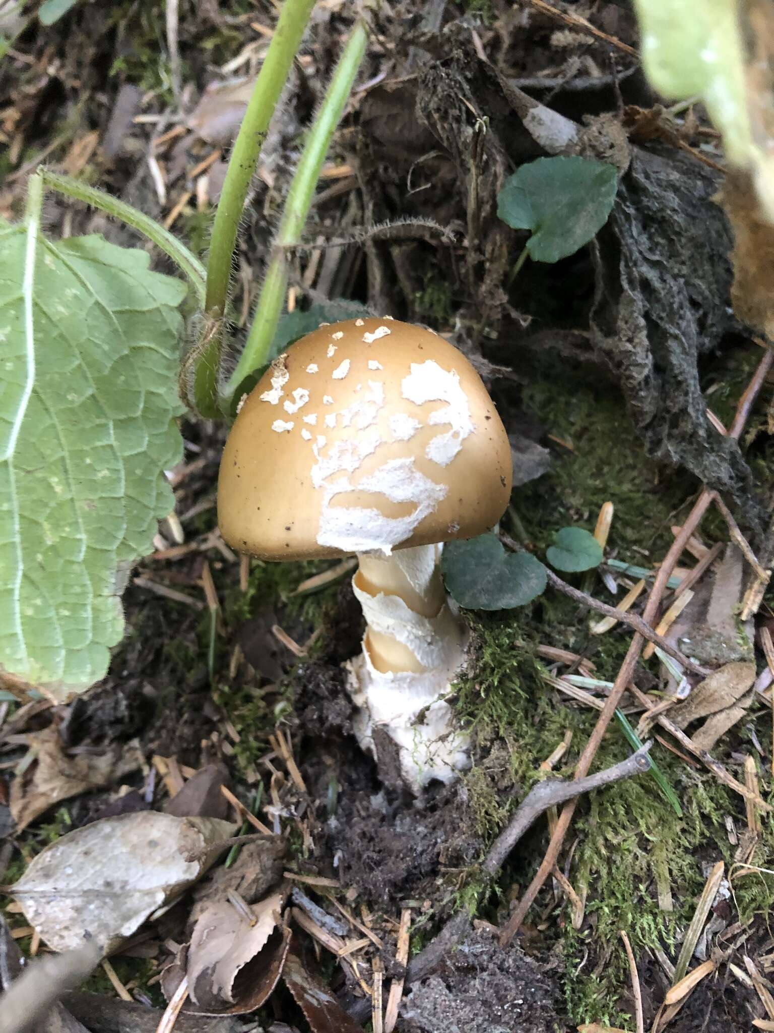 Слика од Amanita breckonii Thiers & Ammirati 1982