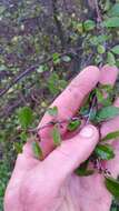 Image of Plagianthus cymosus Cockayne & Allan