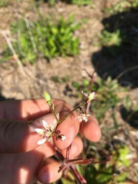 Image of Russet-Hair Pseudosaxifrage