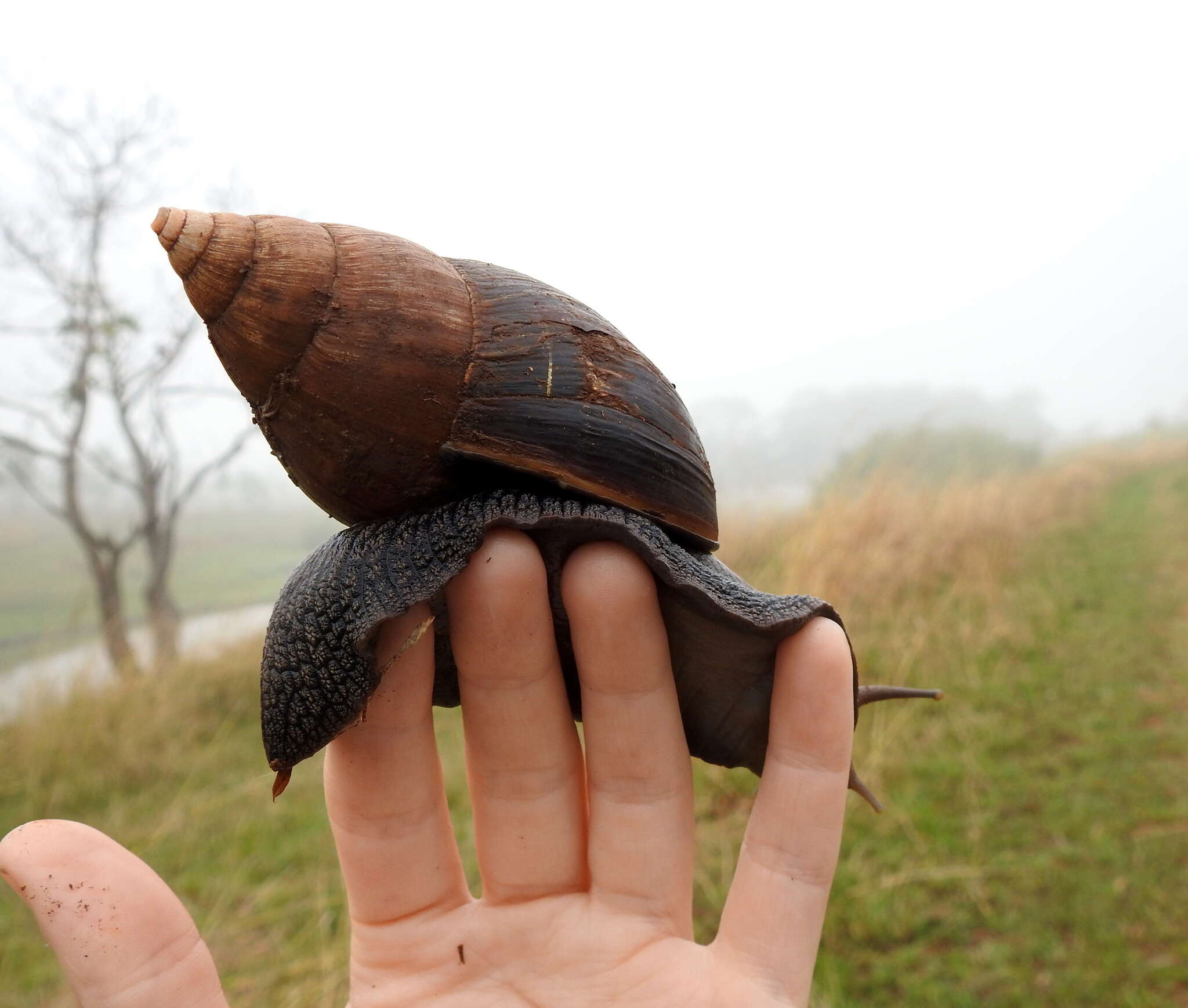 Image de Lissachatina glutinosa