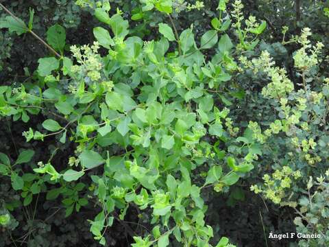 Image of Etruscan honeysuckle