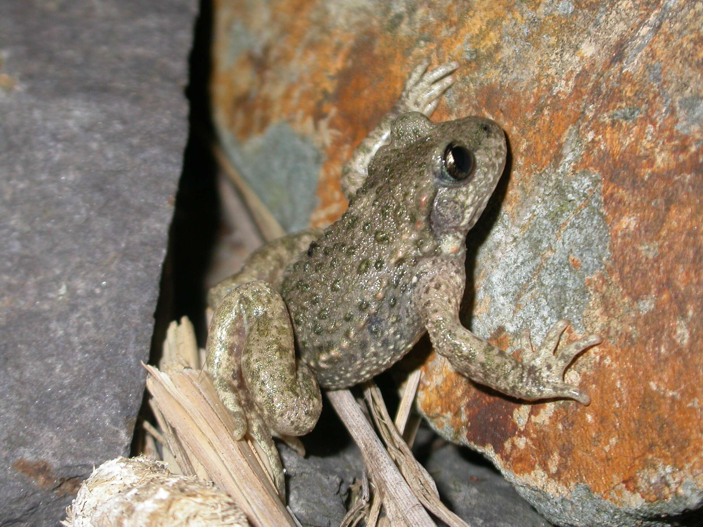 Image of Midwife toads