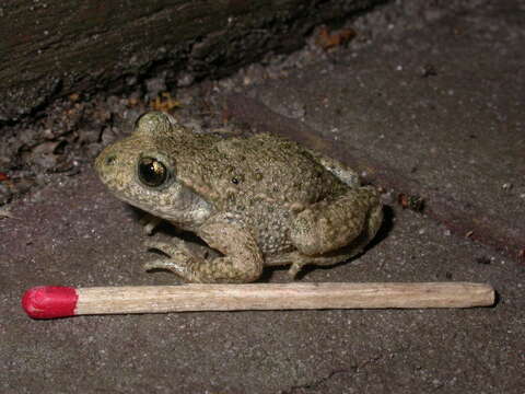 Image of Midwife toads