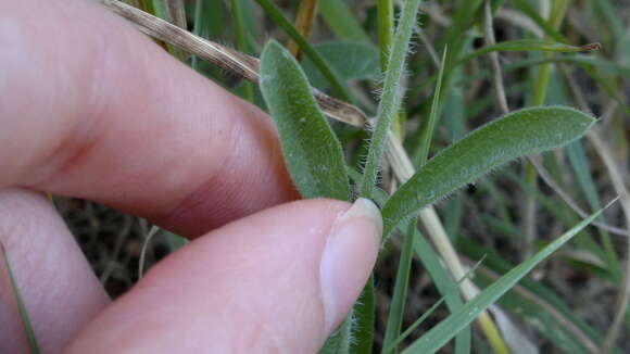 Image de Silene bellidifolia Jacq.