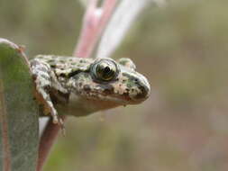 Image of Parsley Frog