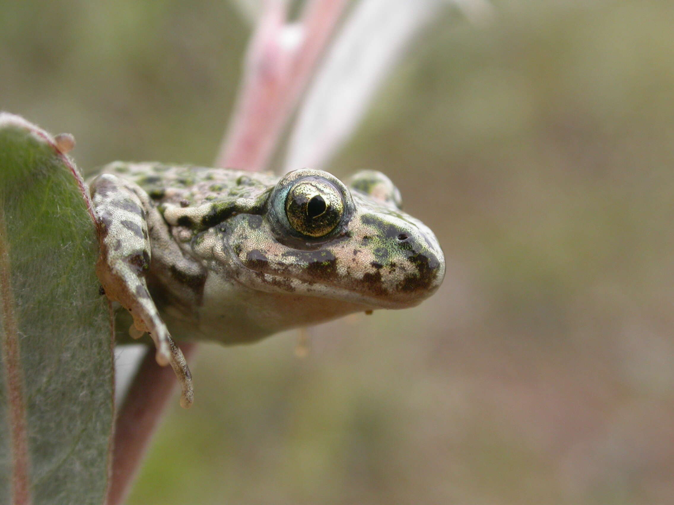 Image of Parsley Frog