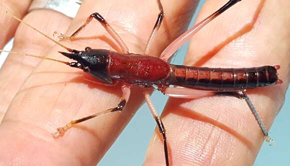 Imagem de Borinquenula caritensis Walker, T. J. & Gurney 1972