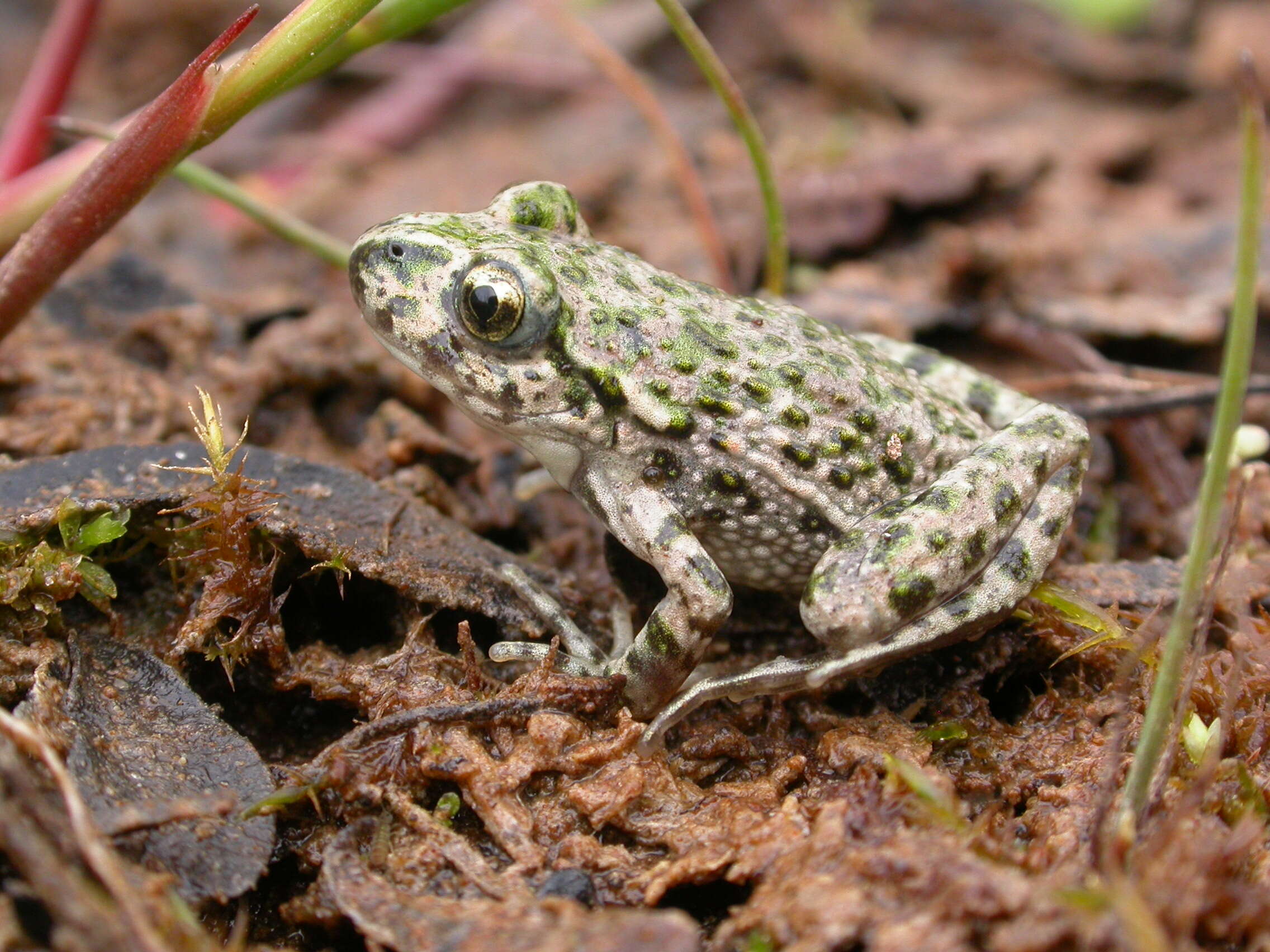 Image of Parsley Frog