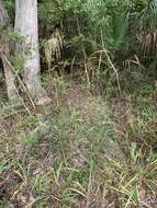 Image of slender Indiangrass