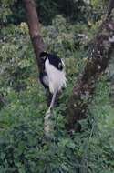 Image of Colobus guereza guereza Rüppell 1835