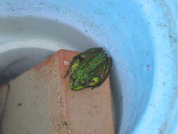 Image of Bell Frog