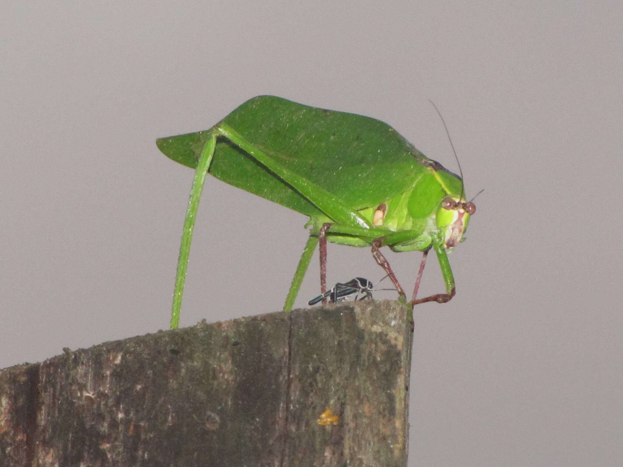 Слика од Stilpnochlora thoracica (Serville 1831)