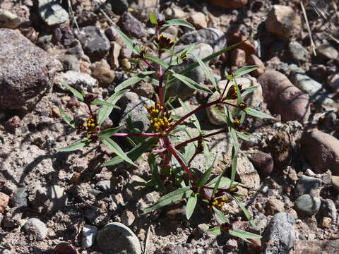 Imagem de Flaveria bidentis (L.) Kuntze