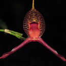 Image de Masdevallia fasciata Rchb. fil.