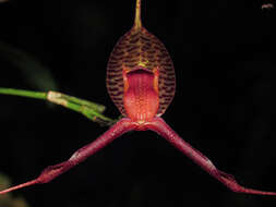 Image of Masdevallia fasciata Rchb. fil.