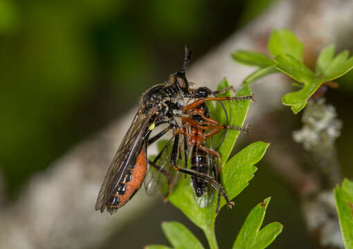 Image of Dioctria rufipes (Scopoli 1763)