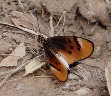 Acraea stenobea Wallengren 1860 resmi