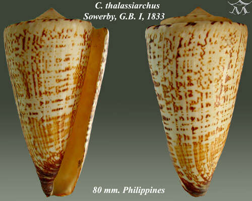 Image de Conus thalassiarchus G. B. Sowerby I 1834