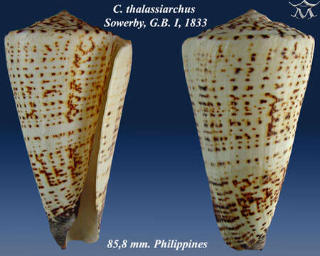 Image de Conus thalassiarchus G. B. Sowerby I 1834