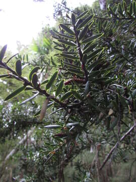 Imagem de Podocarpus totara G. Benn. ex D. Don