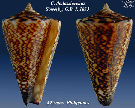 Image de Conus thalassiarchus G. B. Sowerby I 1834