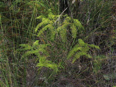 Image of Gleichenia punctulata Col.