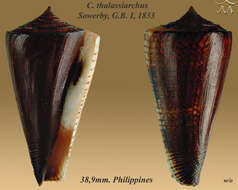 Image de Conus thalassiarchus G. B. Sowerby I 1834