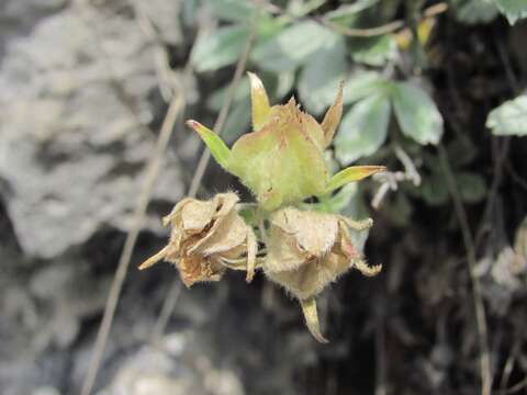 Image of Potentilla oweriniana Rupr. ex Boiss.