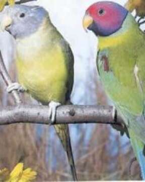 Image of Plum-headed Parakeet