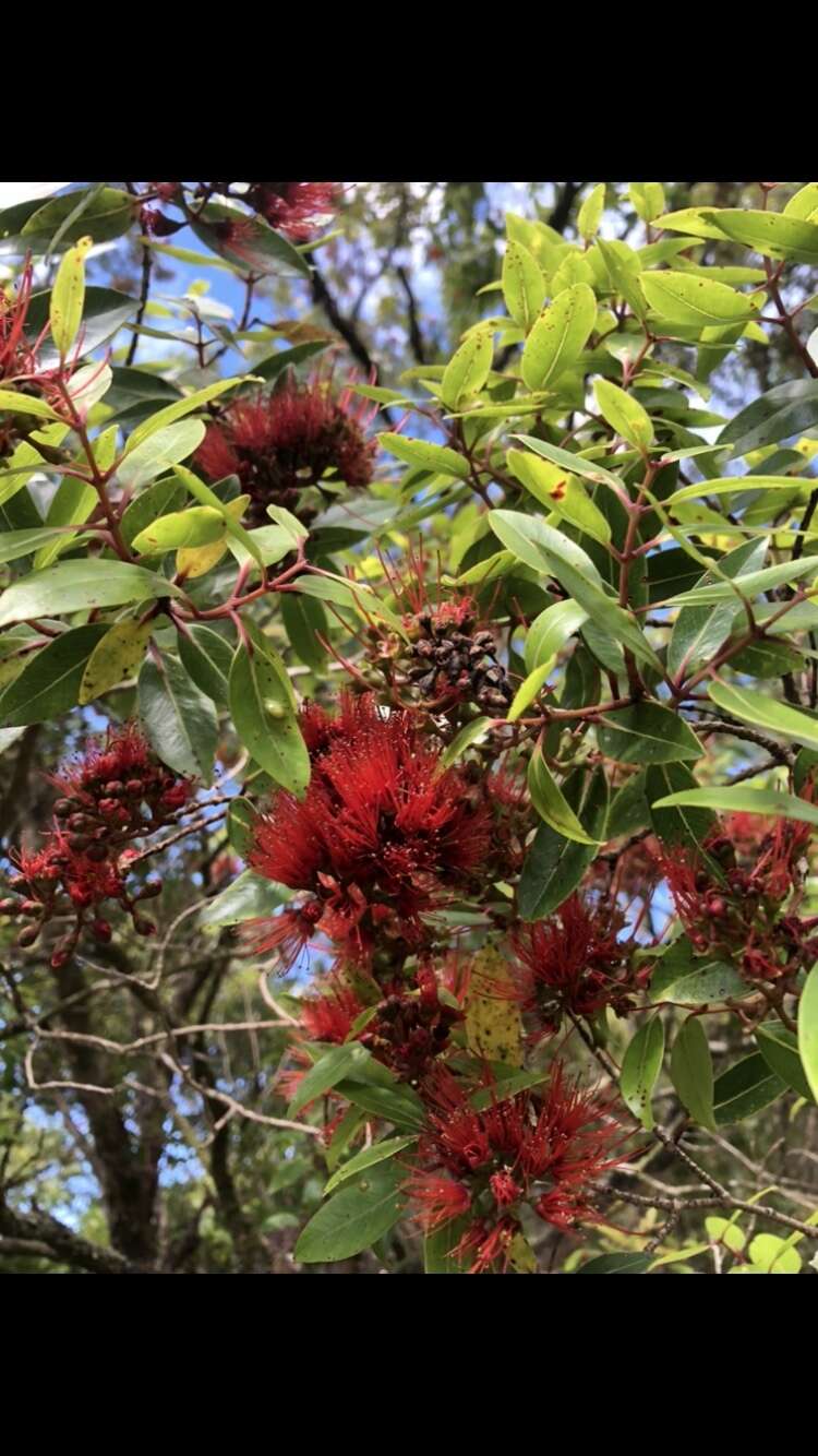 Image of Lehua 'Ahihi