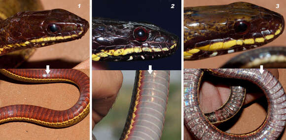 Sivun Xenochrophis cerasogaster (Cantor 1839) kuva