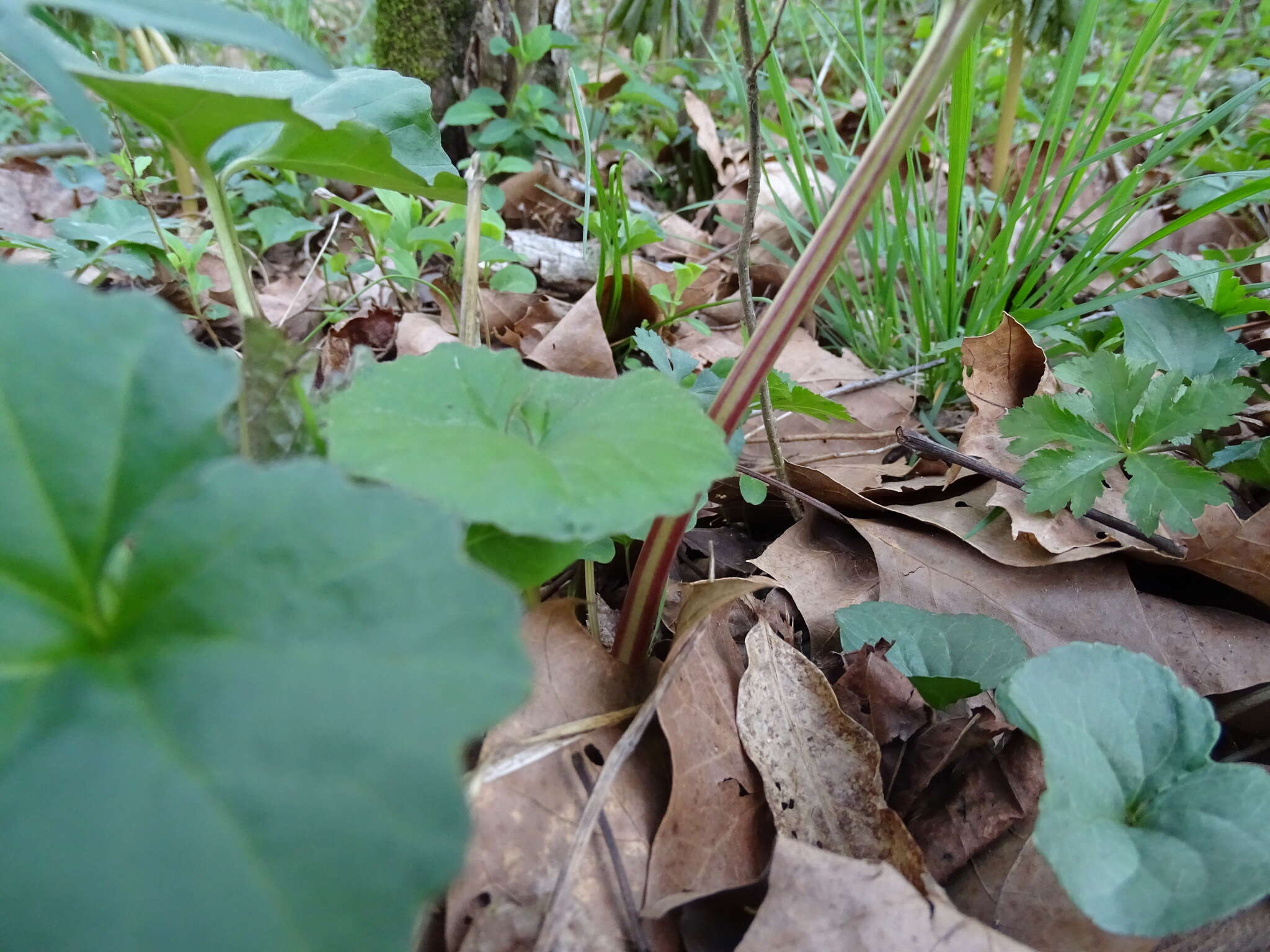 Image of great Indian plantain