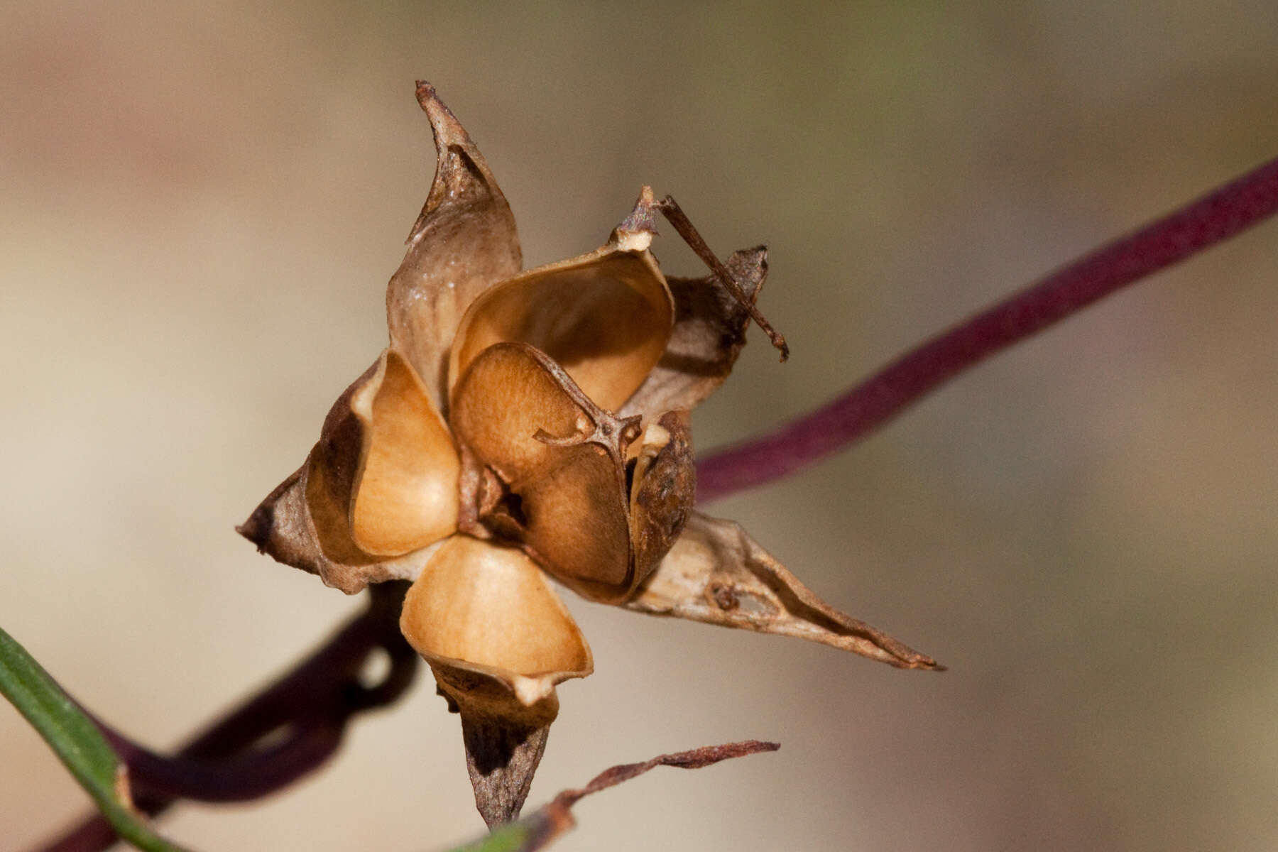 Image of spiderleaf