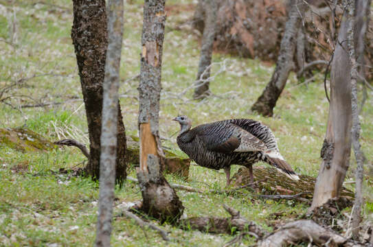 Imagem de Meleagris gallopavo Linnaeus 1758