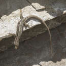 Image of Rock Lizard