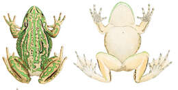 Image of Green and golden bell frog