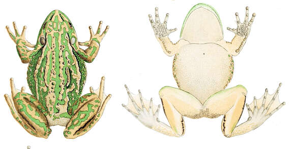 Image of Green and golden bell frog