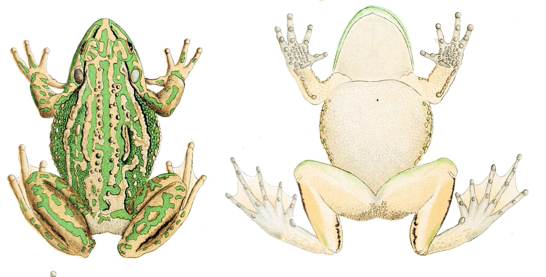 Image of Green and golden bell frog