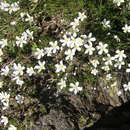 صورة Cherleria laricifolia (L.) Iamonico