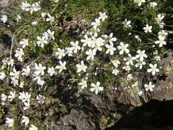 Plancia ëd Cherleria laricifolia (L.) Iamonico