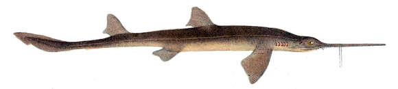 Image of Southern Sawshark