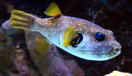 Image of Broadbarred Toadfish