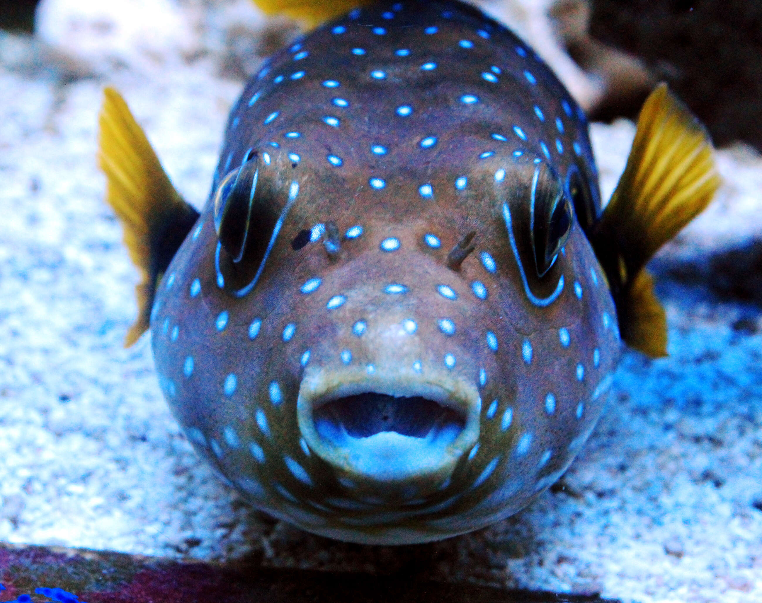 Image of Broadbarred Toadfish