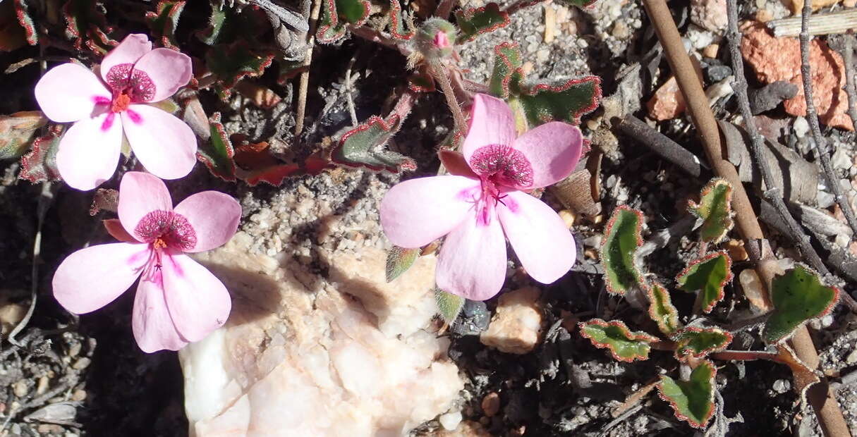 Image of Pelargonium burgerianum J. J. A. Van der Walt