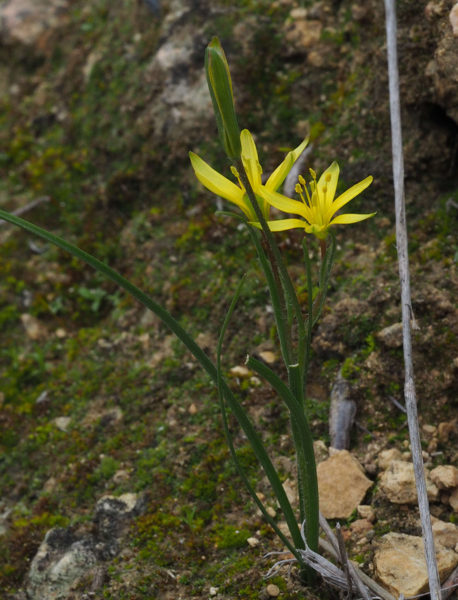 Gagea chlorantha (M. Bieb.) Schult. & Schult. fil.的圖片