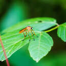 Image of Plain-tailed Hanging Thief